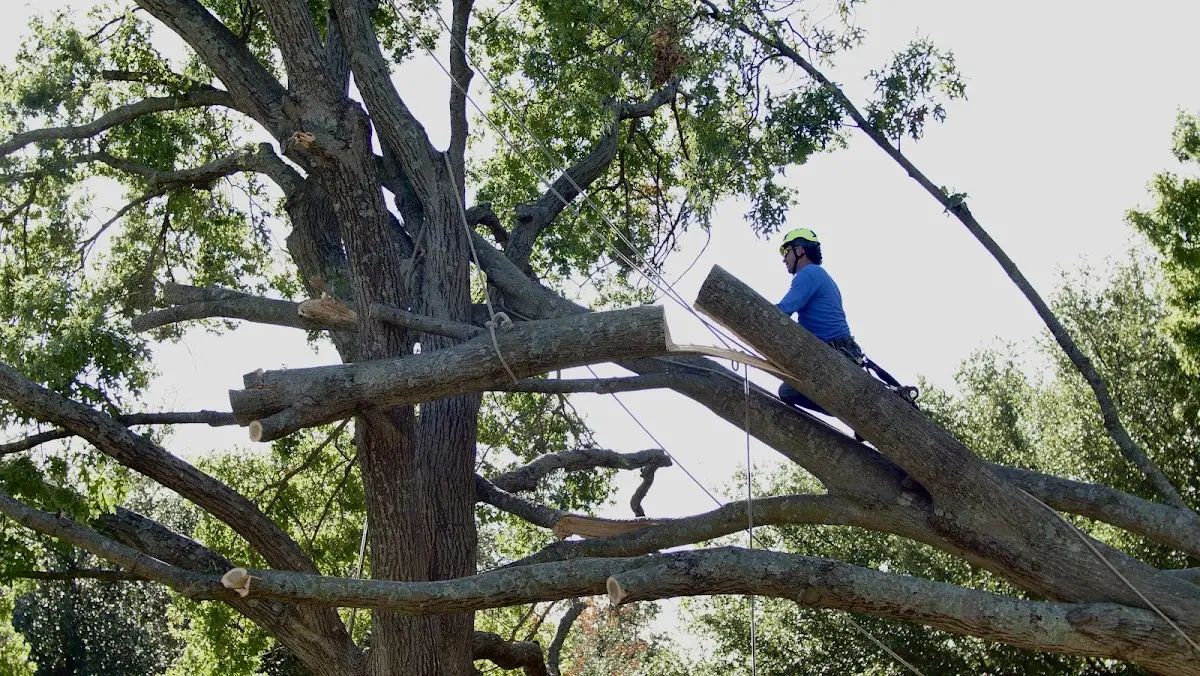 Professional Crown Thinning performed by certified arborists in Buckner