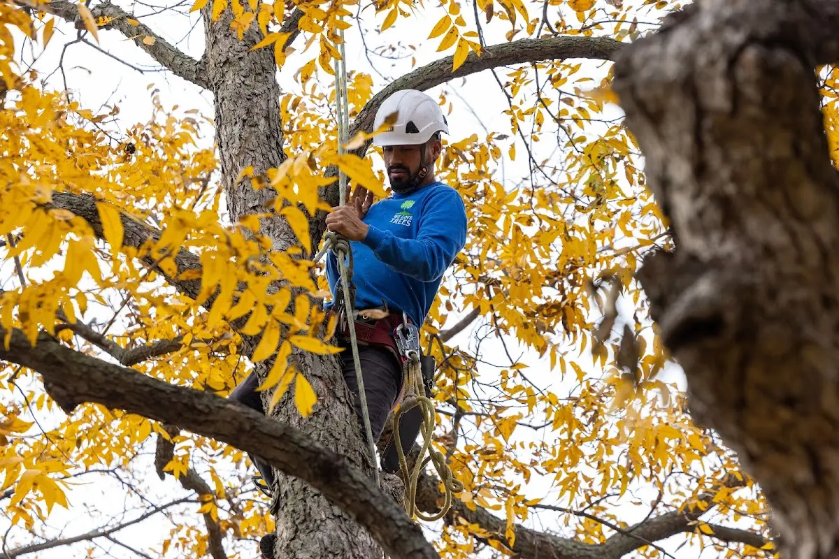 Skilled Dead Tree Removal crew working in Buckner